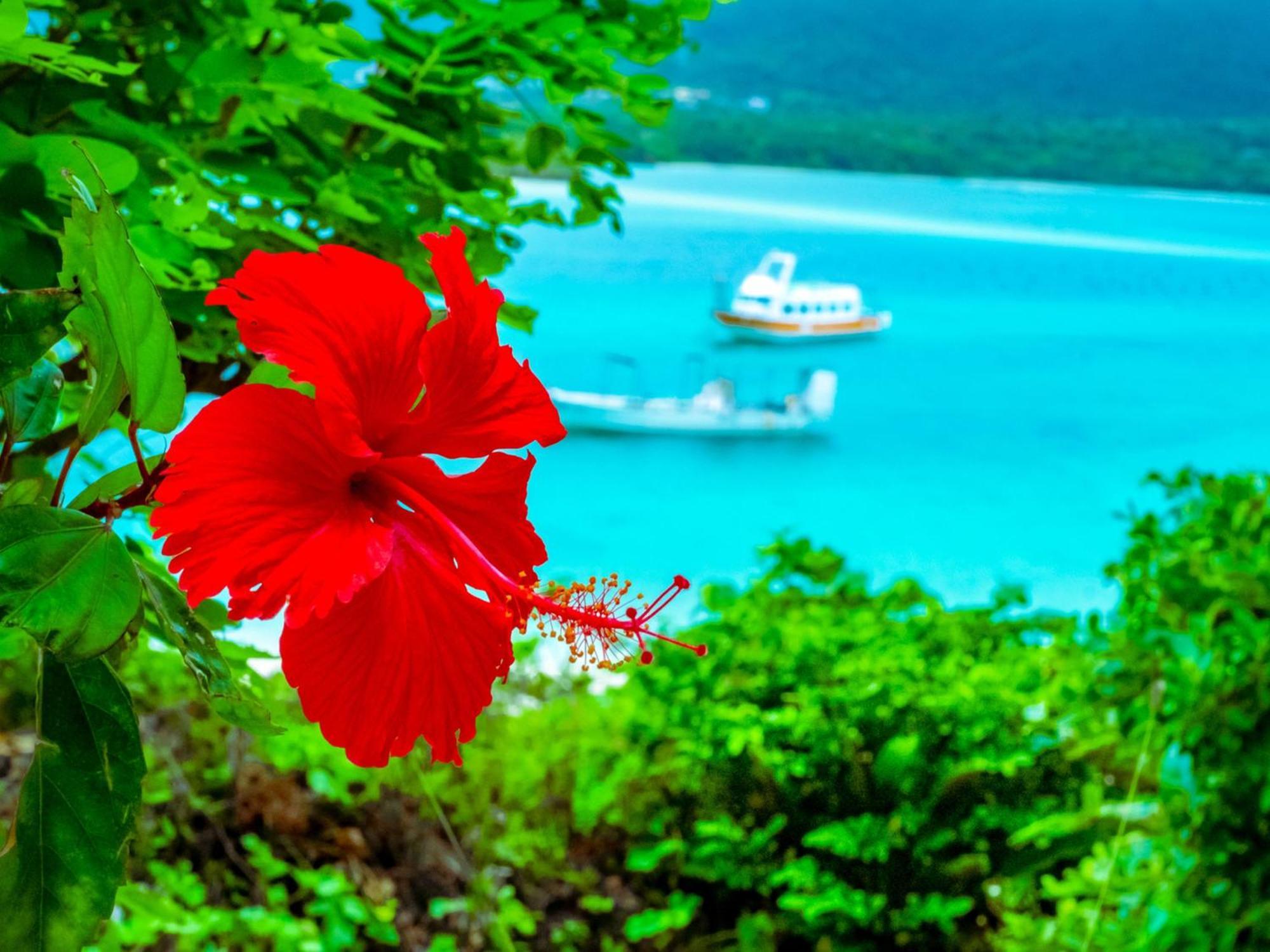 Asibina * Ishigaki (Okinawa)