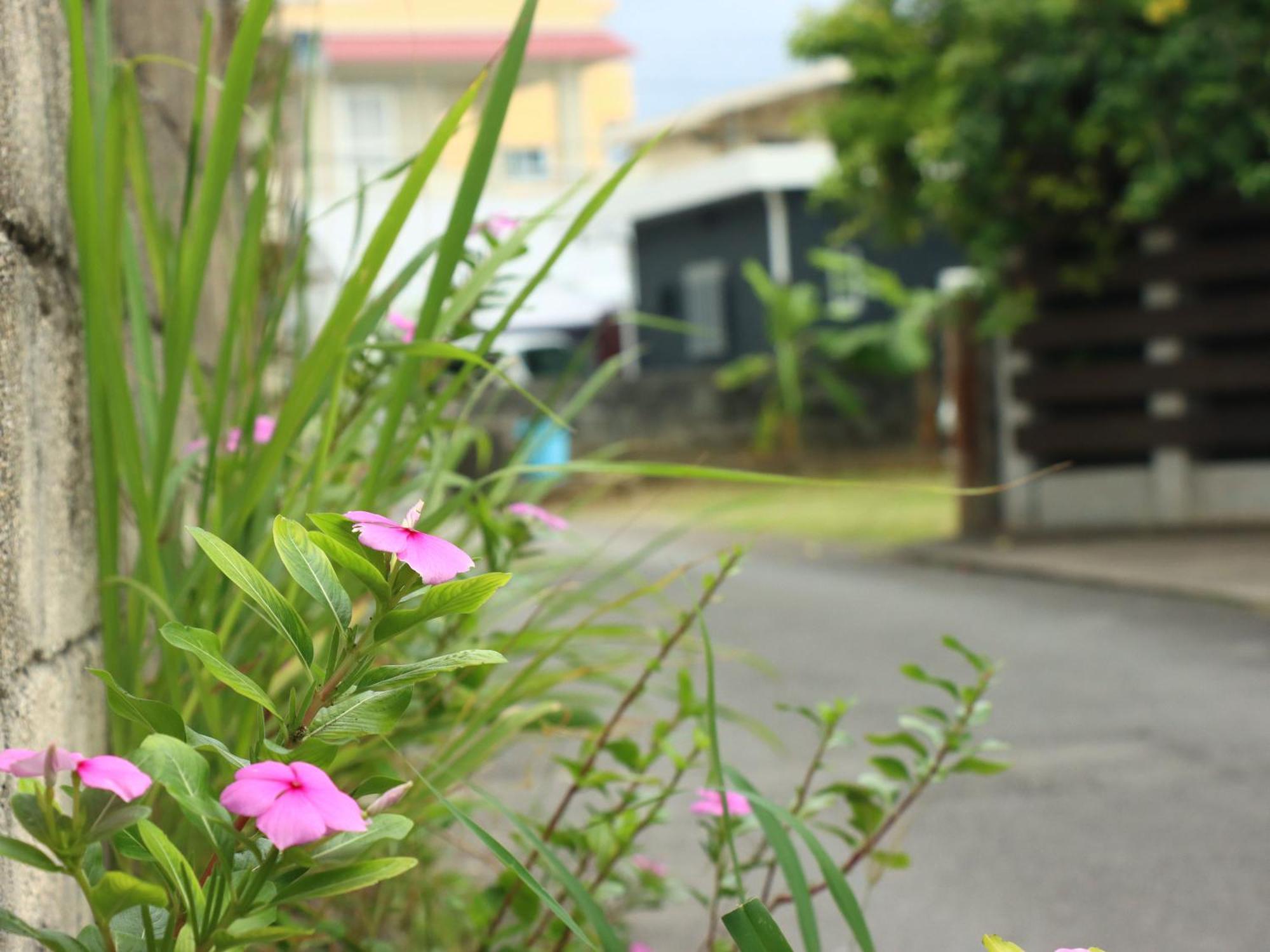 Guest house Asibina